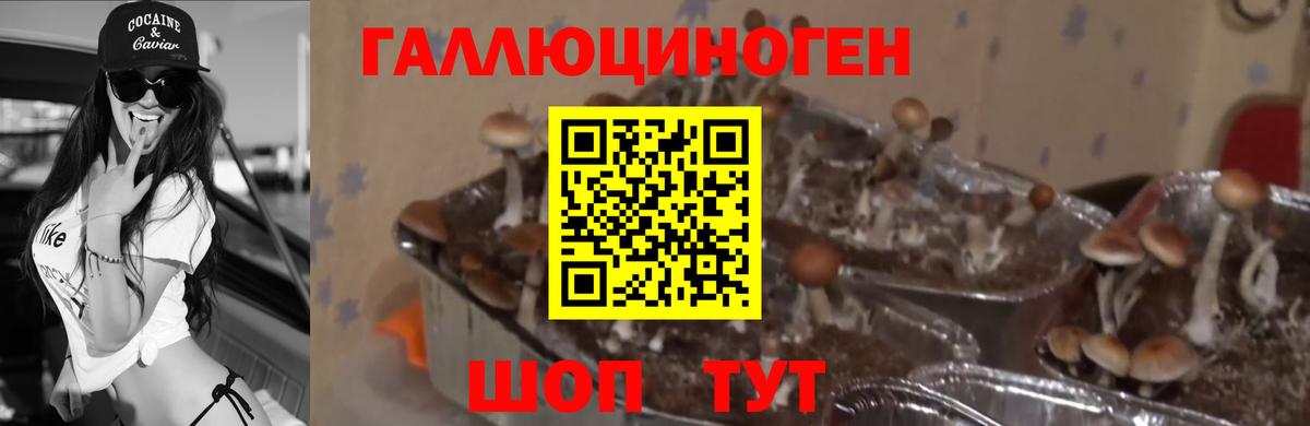 Галлюциногенные грибы Psilocybine cubensis Можайск